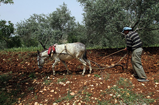 Palestinian plough